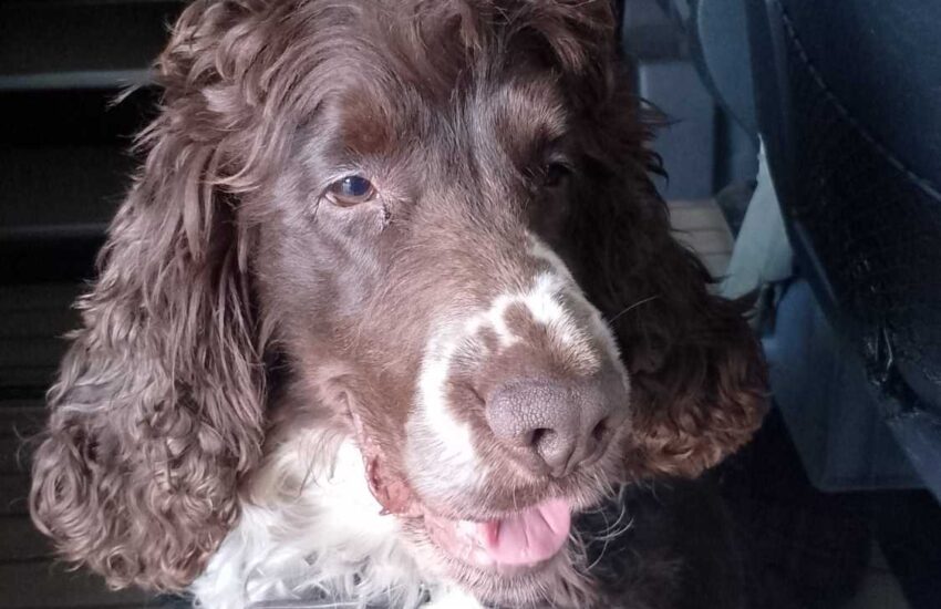 Leo der Garteninspektor