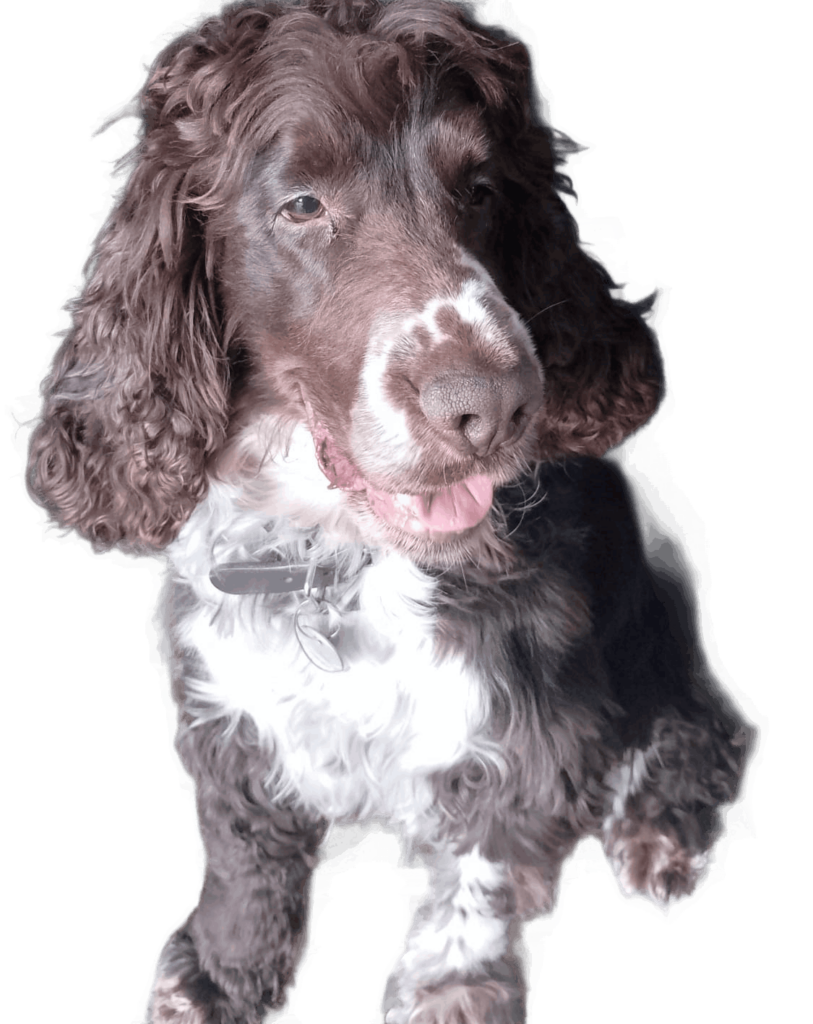 Leo der Garteninspektor. Leo spanischer Cocker Spaniel.